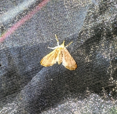 Cirrhochrista bracteolalis