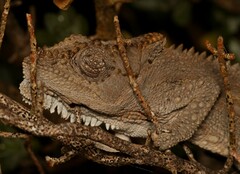 Bradypodion occidentale