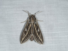 Hyles livornicoides