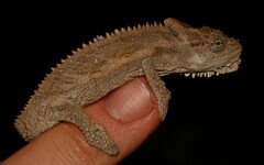 Bradypodion occidentale