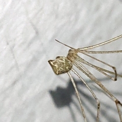 Crossopriza lyoni