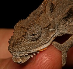 Bradypodion occidentale