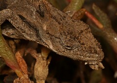 Bradypodion occidentale