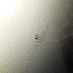 Crossopriza lyoni