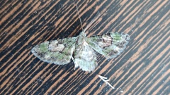 Chloroclystis rubroviridis