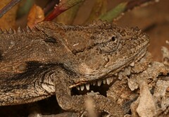 Bradypodion occidentale