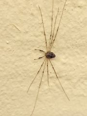 Dicranopalpus ramosus