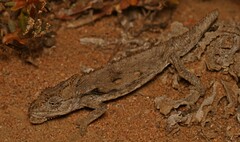 Bradypodion occidentale