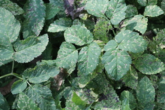 Puccinia aegopodii