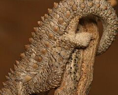 Bradypodion occidentale