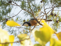 Pachycephala rufiventris