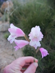 Gladiolus hirsutus