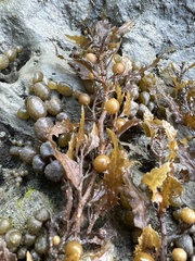 Sargassum