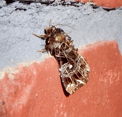 Callopistria rivularis