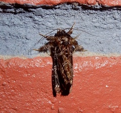 Callopistria rivularis