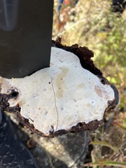 Ischnoderma benzoinum