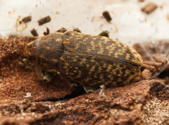 Rhinocyllus conicus