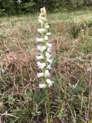 Spiranthes