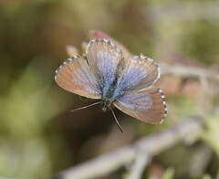 Theclinesthes serpentata