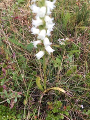 Spiranthes