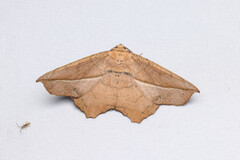 Polyacme dissimilis