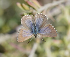 Theclinesthes serpentata