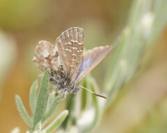 Theclinesthes serpentata