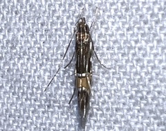Cosmopterix lespedezae