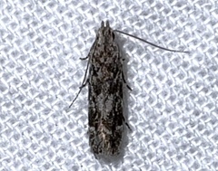 Anacampsis