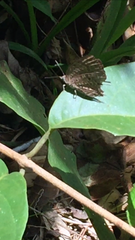 Arhopala centaurus nakula