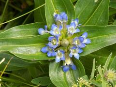 Gentiana cruciata