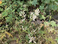 Koenigia alpina