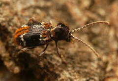 Ptinus medioglaber