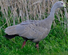 Cereopsis novaehollandiae