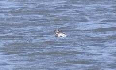 Poliocephalus poliocephalus