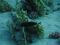 Sufflamen albicaudatum