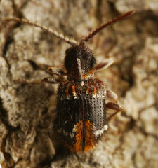 Ptinus medioglaber