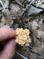Ramaria formosa