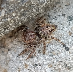 Anarrhotus fossulatus