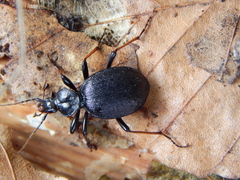 Cychrus attenuatus