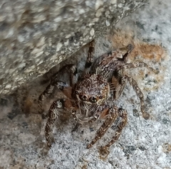Anarrhotus fossulatus