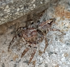 Anarrhotus fossulatus