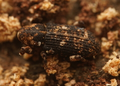 Achopera lachrymosa