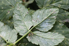Puccinia aegopodii