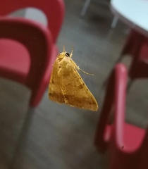 Pandesma quenavadi