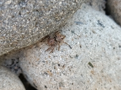 Anarrhotus fossulatus