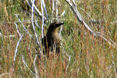 Quiscalus quiscula versicolor