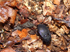 Abax parallelepipedus