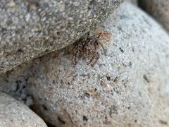 Anarrhotus fossulatus