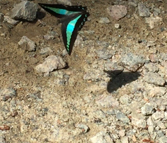 Graphium sarpedon luctatius